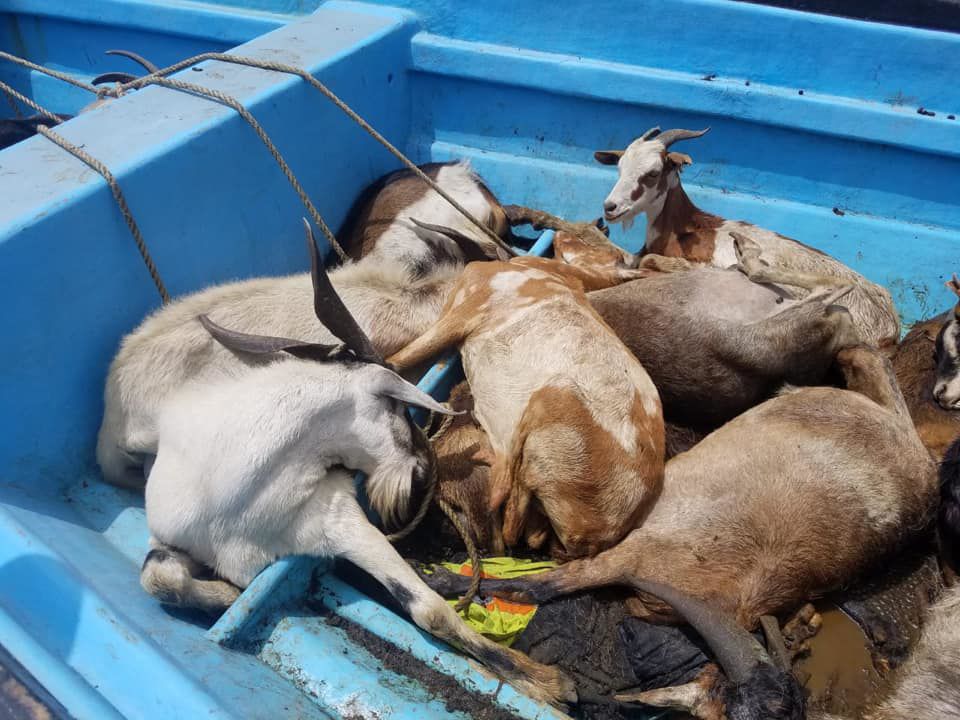 goats